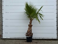Mexicaanse waaierpalm - washingtonia robusta - hoogte ca. 250 cm - afbeelding 1 van  3