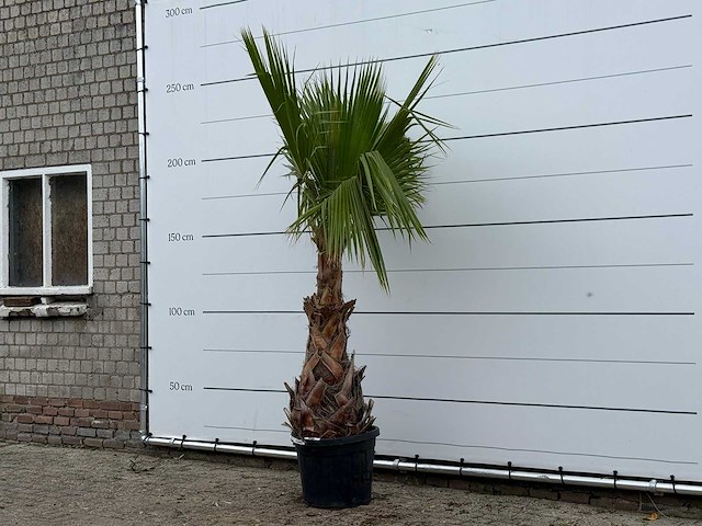 Mexicaanse waaierpalm - washingtonia robusta - hoogte ca. 250 cm - afbeelding 2 van  3