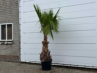 Mexicaanse waaierpalm - washingtonia robusta - hoogte ca. 250 cm - afbeelding 2 van  3