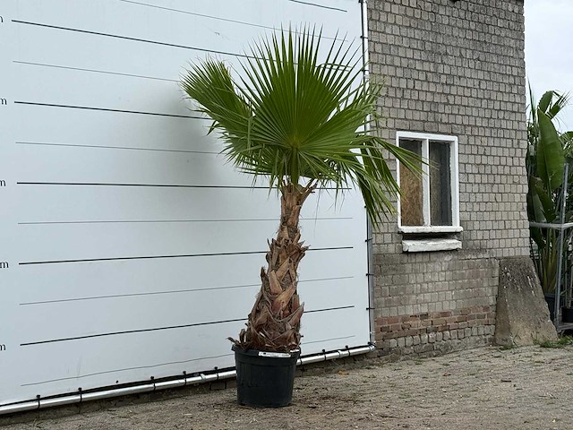 Mexicaanse waaierpalm - washingtonia robusta - hoogte ca. 250 cm - afbeelding 3 van  3