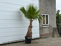 Mexicaanse waaierpalm - washingtonia robusta - hoogte ca. 250 cm - afbeelding 3 van  3