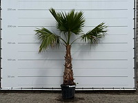 Mexicaanse waaierpalm - washingtonia robusta - hoogte ca. 250 cm - afbeelding 1 van  3