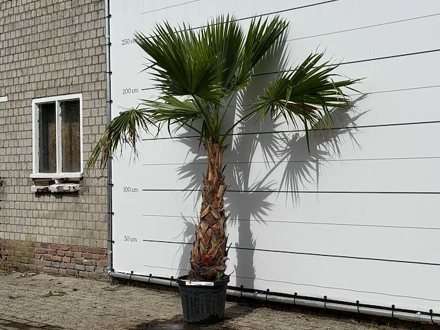 Mexicaanse waaierpalm - washingtonia robusta - hoogte ca. 250 cm - afbeelding 2 van  3