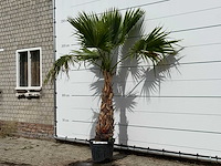 Mexicaanse waaierpalm - washingtonia robusta - hoogte ca. 250 cm - afbeelding 2 van  3