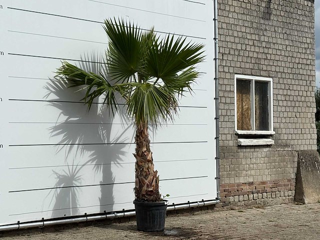 Mexicaanse waaierpalm - washingtonia robusta - hoogte ca. 250 cm - afbeelding 3 van  3