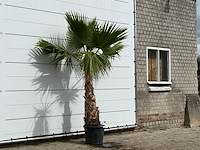 Mexicaanse waaierpalm - washingtonia robusta - hoogte ca. 250 cm - afbeelding 3 van  3