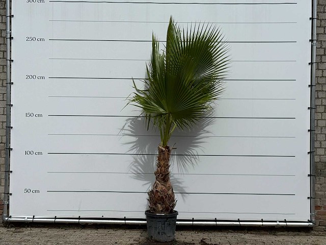 Mexicaanse waaierpalm - washingtonia robusta - hoogte ca. 250 cm - afbeelding 1 van  3