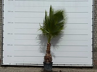 Mexicaanse waaierpalm - washingtonia robusta - hoogte ca. 250 cm - afbeelding 1 van  3