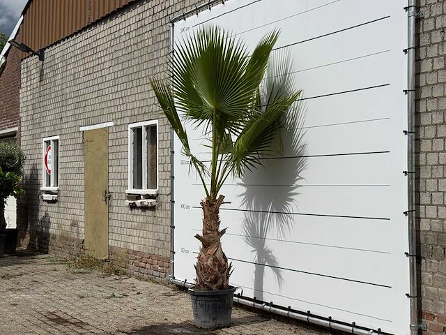 Mexicaanse waaierpalm - washingtonia robusta - hoogte ca. 250 cm - afbeelding 2 van  3