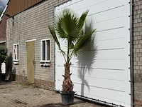 Mexicaanse waaierpalm - washingtonia robusta - hoogte ca. 250 cm - afbeelding 2 van  3