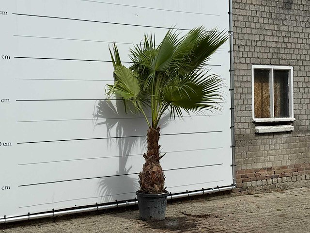 Mexicaanse waaierpalm - washingtonia robusta - hoogte ca. 250 cm - afbeelding 3 van  3