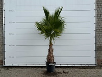 Mexicaanse waaierpalm - washingtonia robusta - hoogte ca. 250 cm - afbeelding 1 van  4