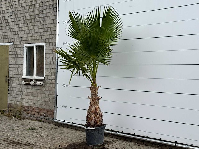 Mexicaanse waaierpalm - washingtonia robusta - hoogte ca. 250 cm - afbeelding 2 van  4