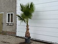 Mexicaanse waaierpalm - washingtonia robusta - hoogte ca. 250 cm - afbeelding 2 van  4
