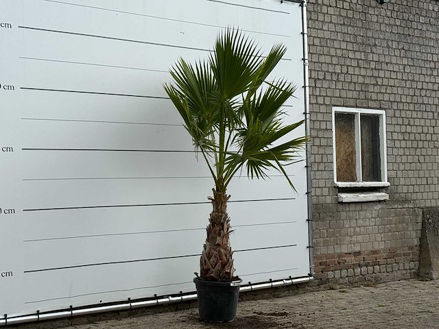 Mexicaanse waaierpalm - washingtonia robusta - hoogte ca. 250 cm - afbeelding 3 van  4