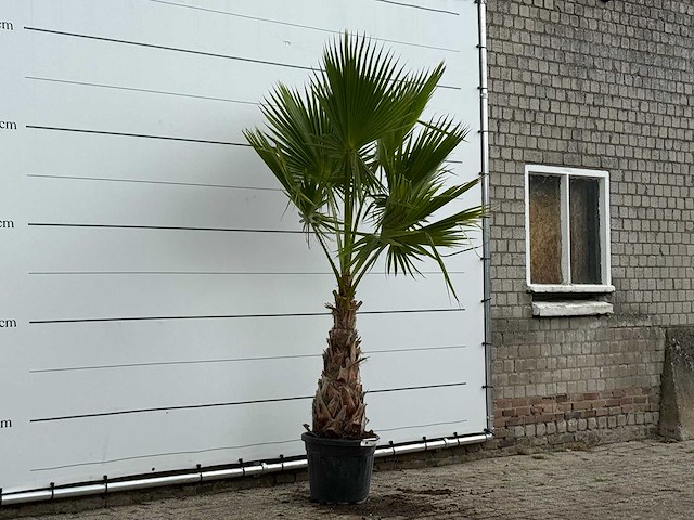 Mexicaanse waaierpalm - washingtonia robusta - hoogte ca. 250 cm - afbeelding 4 van  4