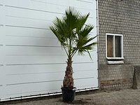 Mexicaanse waaierpalm - washingtonia robusta - hoogte ca. 250 cm - afbeelding 4 van  4