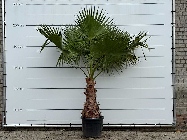 Mexicaanse waaierpalm - washingtonia robusta - hoogte ca. 250 cm - afbeelding 1 van  3