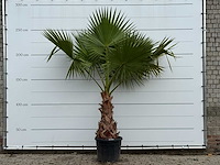 Mexicaanse waaierpalm - washingtonia robusta - hoogte ca. 250 cm - afbeelding 1 van  3
