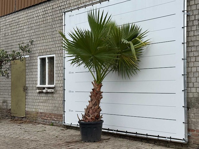 Mexicaanse waaierpalm - washingtonia robusta - hoogte ca. 250 cm - afbeelding 2 van  3