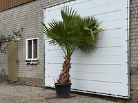 Mexicaanse waaierpalm - washingtonia robusta - hoogte ca. 250 cm - afbeelding 2 van  3
