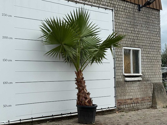 Mexicaanse waaierpalm - washingtonia robusta - hoogte ca. 250 cm - afbeelding 3 van  3