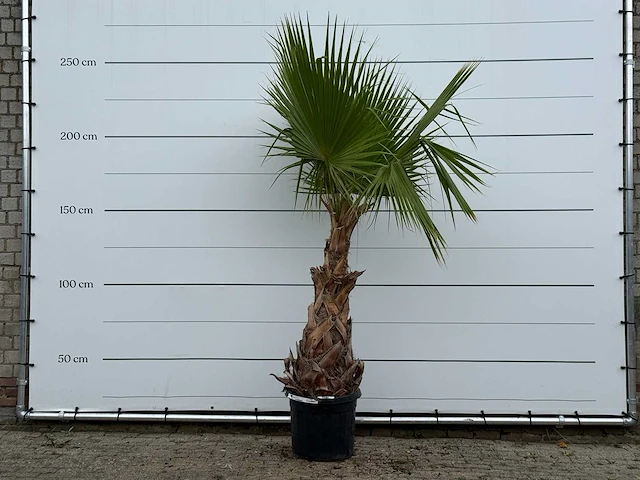 Mexicaanse waaierpalm - washingtonia robusta - hoogte ca. 250 cm - afbeelding 1 van  3