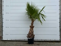 Mexicaanse waaierpalm - washingtonia robusta - hoogte ca. 250 cm