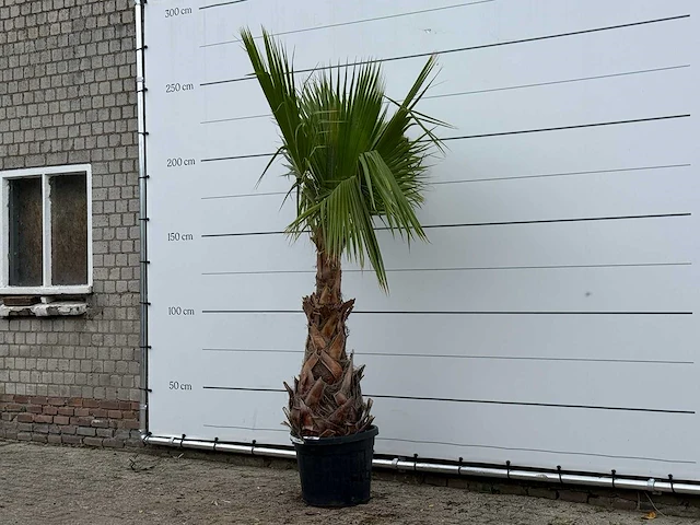 Mexicaanse waaierpalm - washingtonia robusta - hoogte ca. 250 cm - afbeelding 2 van  3