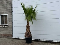 Mexicaanse waaierpalm - washingtonia robusta - hoogte ca. 250 cm - afbeelding 2 van  3