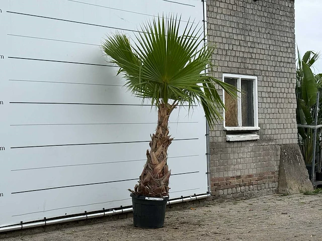Mexicaanse waaierpalm - washingtonia robusta - hoogte ca. 250 cm - afbeelding 3 van  3