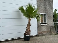 Mexicaanse waaierpalm - washingtonia robusta - hoogte ca. 250 cm - afbeelding 3 van  3
