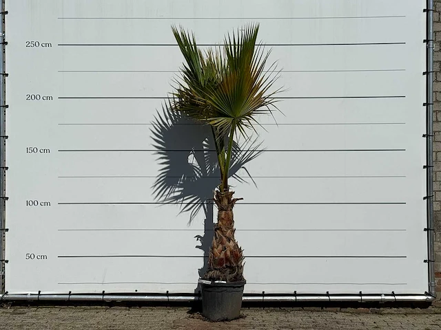 Mexicaanse waaierpalm - washingtonia robusta - hoogte ca. 250 cm - afbeelding 1 van  3