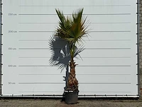 Mexicaanse waaierpalm - washingtonia robusta - hoogte ca. 250 cm
