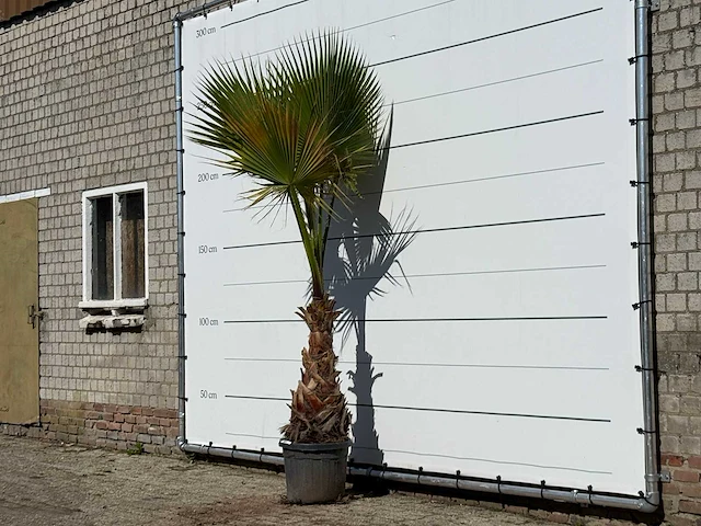 Mexicaanse waaierpalm - washingtonia robusta - hoogte ca. 250 cm - afbeelding 2 van  3