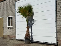 Mexicaanse waaierpalm - washingtonia robusta - hoogte ca. 250 cm - afbeelding 2 van  3