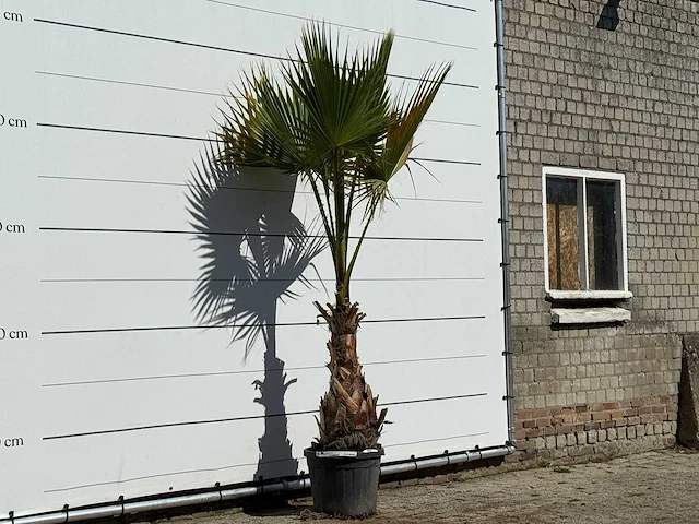 Mexicaanse waaierpalm - washingtonia robusta - hoogte ca. 250 cm - afbeelding 3 van  3