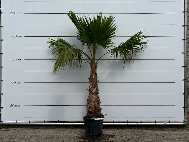 Mexicaanse waaierpalm - washingtonia robusta - hoogte ca. 250 cm - afbeelding 1 van  3