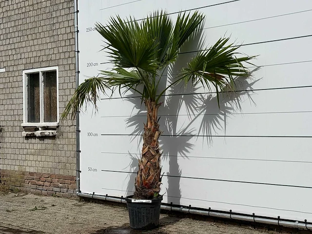 Mexicaanse waaierpalm - washingtonia robusta - hoogte ca. 250 cm - afbeelding 2 van  3