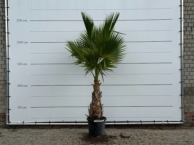 Mexicaanse waaierpalm - washingtonia robusta - hoogte ca. 250 cm - afbeelding 1 van  4