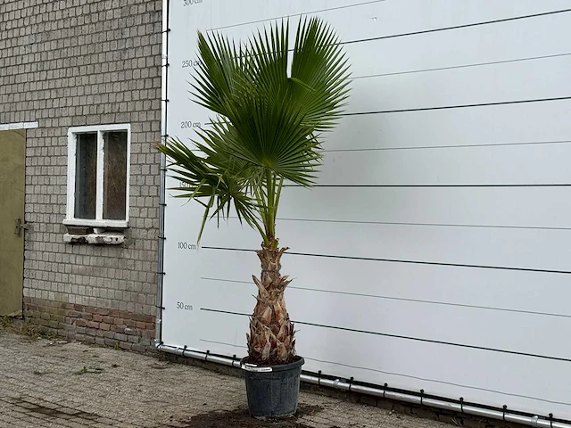 Mexicaanse waaierpalm - washingtonia robusta - hoogte ca. 250 cm - afbeelding 2 van  4