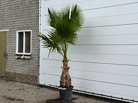 Mexicaanse waaierpalm - washingtonia robusta - hoogte ca. 250 cm - afbeelding 2 van  4