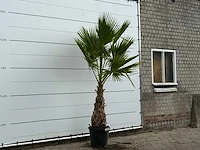 Mexicaanse waaierpalm - washingtonia robusta - hoogte ca. 250 cm - afbeelding 3 van  4