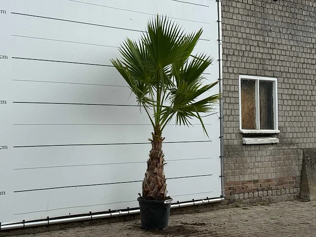 Mexicaanse waaierpalm - washingtonia robusta - hoogte ca. 250 cm - afbeelding 4 van  4