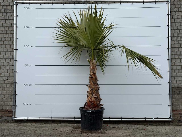 Mexicaanse waaierpalm - washingtonia robusta - hoogte ca. 260 cm - afbeelding 1 van  5