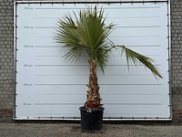 Mexicaanse waaierpalm - washingtonia robusta - hoogte ca. 260 cm - afbeelding 1 van  5