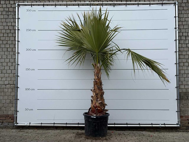 Mexicaanse waaierpalm - washingtonia robusta - hoogte ca. 260 cm - afbeelding 2 van  5