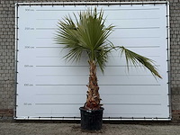Mexicaanse waaierpalm - washingtonia robusta - hoogte ca. 260 cm - afbeelding 2 van  5