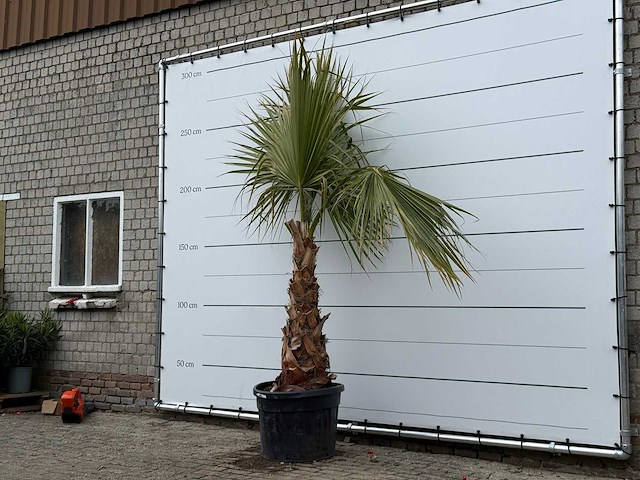 Mexicaanse waaierpalm - washingtonia robusta - hoogte ca. 260 cm - afbeelding 3 van  5