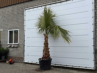 Mexicaanse waaierpalm - washingtonia robusta - hoogte ca. 260 cm - afbeelding 3 van  5